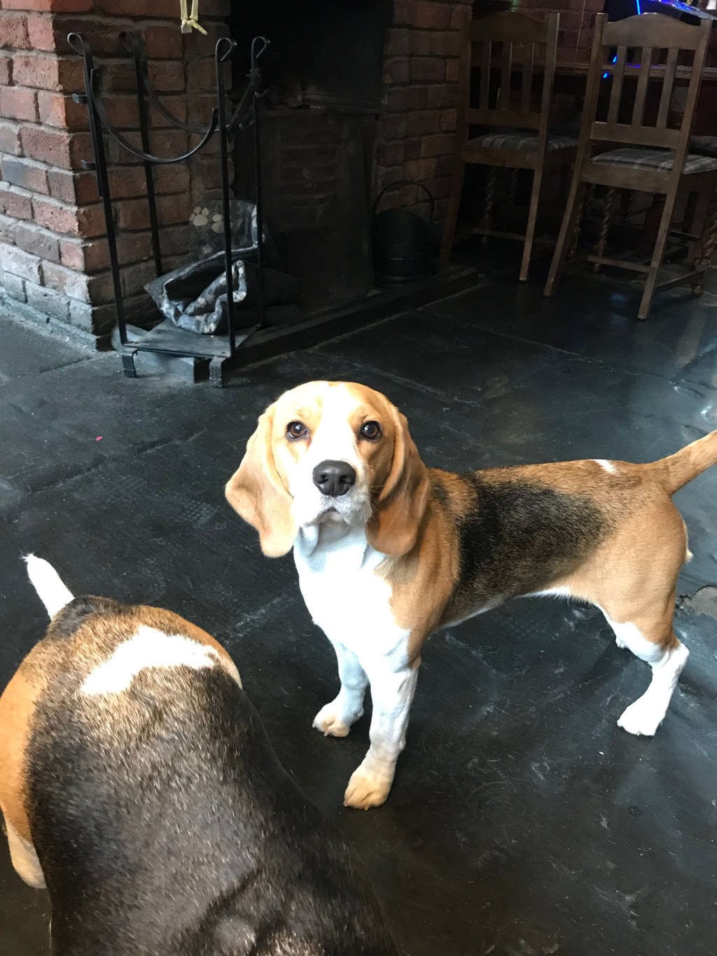 Bringing your pets on public transport